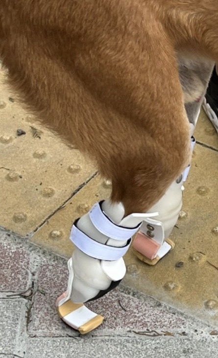 強生動物義肢 強生動物義肢